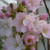 Prunus 'Amanogowa'