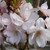 Prunus 'Amanogowa'