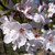 Prunus cerasifera 'Pissardii'