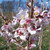 Prunus incisa