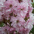 Prunus 'Kanzan'
