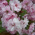 Prunus 'Kanzan'