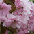 Prunus 'Kanzan'