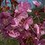 Prunus 'Kursar'