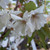 Prunus 'Ukon'