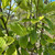 Sorbus aria 'Chrysophylla'