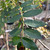 Sorbus forrestii