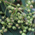 Sorbus hupehensis