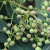 Sorbus hupehensis