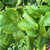 Tilia x euchlora