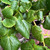 Tilia x euchlora
