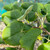 Tilia 'Petiolaris'