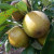 Apple - Aromatic Russet Apple - Aromatic Russet