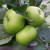 Apple - Bramley's Seedling