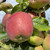 Apple - Craggy's Seedling Apple - Craggy's Seedling