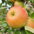 Apple - Dumelow's Seedling