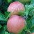 Apple - Kidd's Orange Red