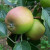 Apple - King's Acre Pippin
