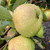 Apple - Port Allen Russet Apple - Port Allen Russet