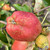 Apple - Smart's Prince Arthur Apple - Smart's Prince Arthur