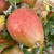 Apple - Smart's Prince Arthur Apple - Smart's Prince Arthur