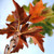 Chequer Berry - Native Chequer Berry - Native