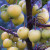 Crab Apple - Golden Hornet Crab Apple - Golden Hornet