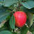 Crab Apple - Veitch's Scarlet Crab Apple - Veitch's Scarlet