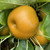 Nashi Pear - Niitaka Nashi Pear - Niitaka