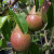 Pear - Clapp's Favourite Pear - Clapp's Favourite
