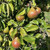 Pear - Gieser Wildeman