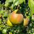 Pear - Green Pear of Yair Pear - Green Pear of Yair