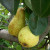 Pear - Triomphe de Vienne