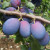 Plum - Laxton's Cropper Plum - Laxton's Cropper