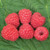 Raspberry - Glen Ample