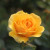 Rosa 'Absolutely Fabulous'