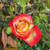 Rosa 'Acapulco'
