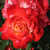 Rosa 'Acapulco'