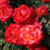 Rosa 'Acapulco'