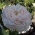 Rosa 'Alba Maxima'