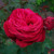 Rosa 'Alec's Red'