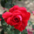 Rosa 'Alec's Red'