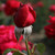 Rosa 'Alec's Red'