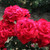 Rosa 'Alec's Red'