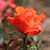 Rosa 'Alexander'