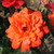 Rosa 'Alexander'