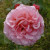 Rosa 'Aloha'