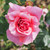 Rosa 'Aloha'