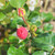 Rosa 'Aloha'