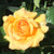 Rosa 'Amber Queen'